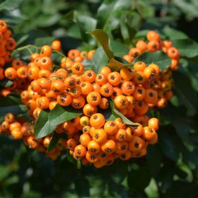 Pyracantha saphyr 'Cadange' 3 Litre